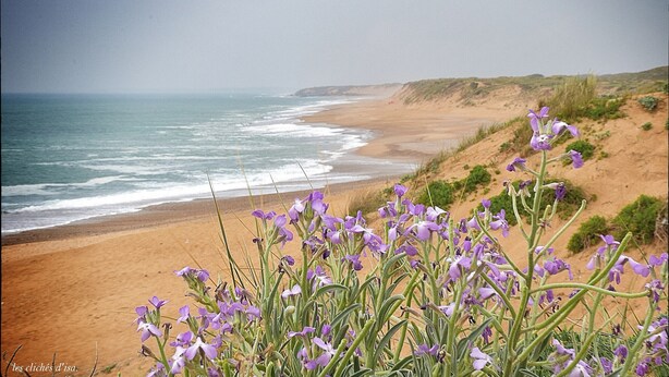 A beach with purple flowers in the foreground and a sandy shoreline with waves in the background. - Les Chouans - Holiday home (Les Sables-d´Olonne)