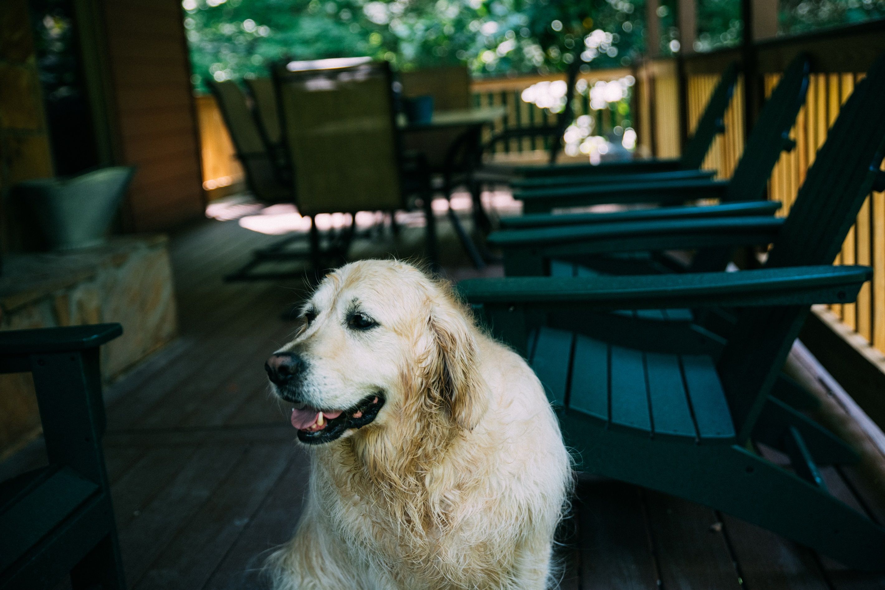 Ein Hund sitzt auf einer Holzterrasse, im Hintergrund grüne Stühle und Tische.