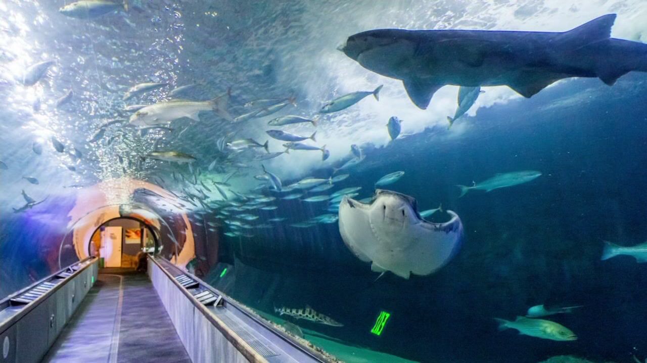 Ein Aquariumtunnel mit einem Laufweg und verschiedenen Fischarten.