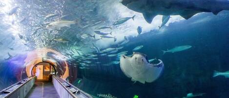 Ein Aquariumtunnel mit einem Laufweg und verschiedenen Fischarten.