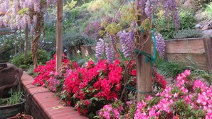A garden with a wooden pergola, vibrant pink and purple flowers, and a brick bench.