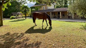 Un caballo pastando en una zona verde con un edificio de piedra al fondo.