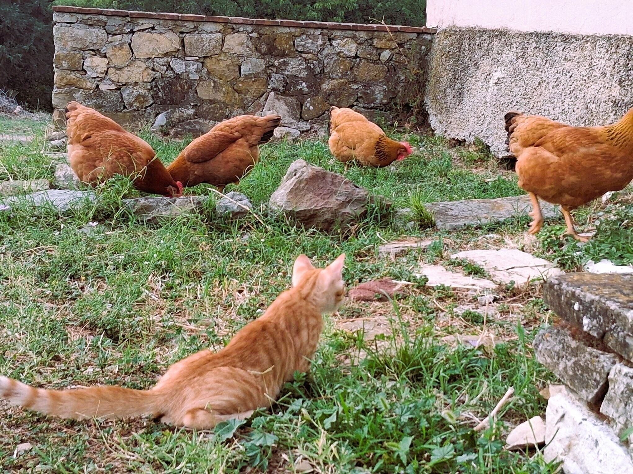 Eine Steinsäule und eine Rasenfläche mit Hühnern und einer Katze.