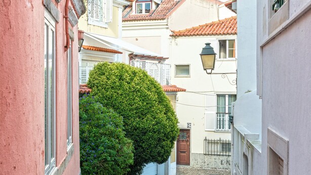 Une ruelle étroite pavée, bordée de bâtiments des deux côtés, avec un arbuste vert et un bâtiment blanc doté d’une fenêtre et d’une porte.