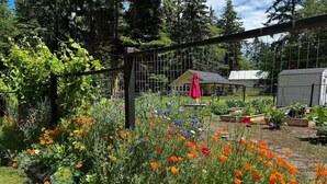 A garden with a variety of flowers and a wooden pergola.