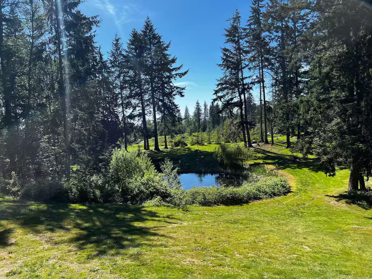 A forested area with a pond and a clear path.
