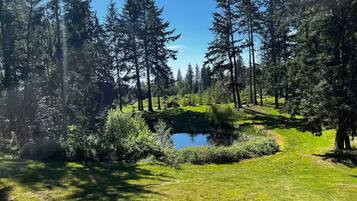 A forested area with a pond and a clear path.