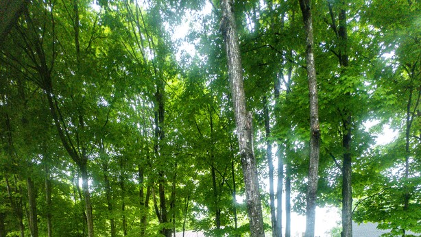 Une forêt dense, avec de grands arbres et une végétation luxuriante de fougères vertes.