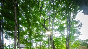 Une zone boisée avec une terrasse en bois et un bâtiment blanc en arrière-plan.