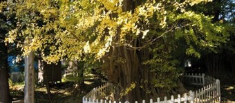 Nonsmoking 45 tatami Japanesestyle room Main building Accommodation plan / Hachinohe Aomori