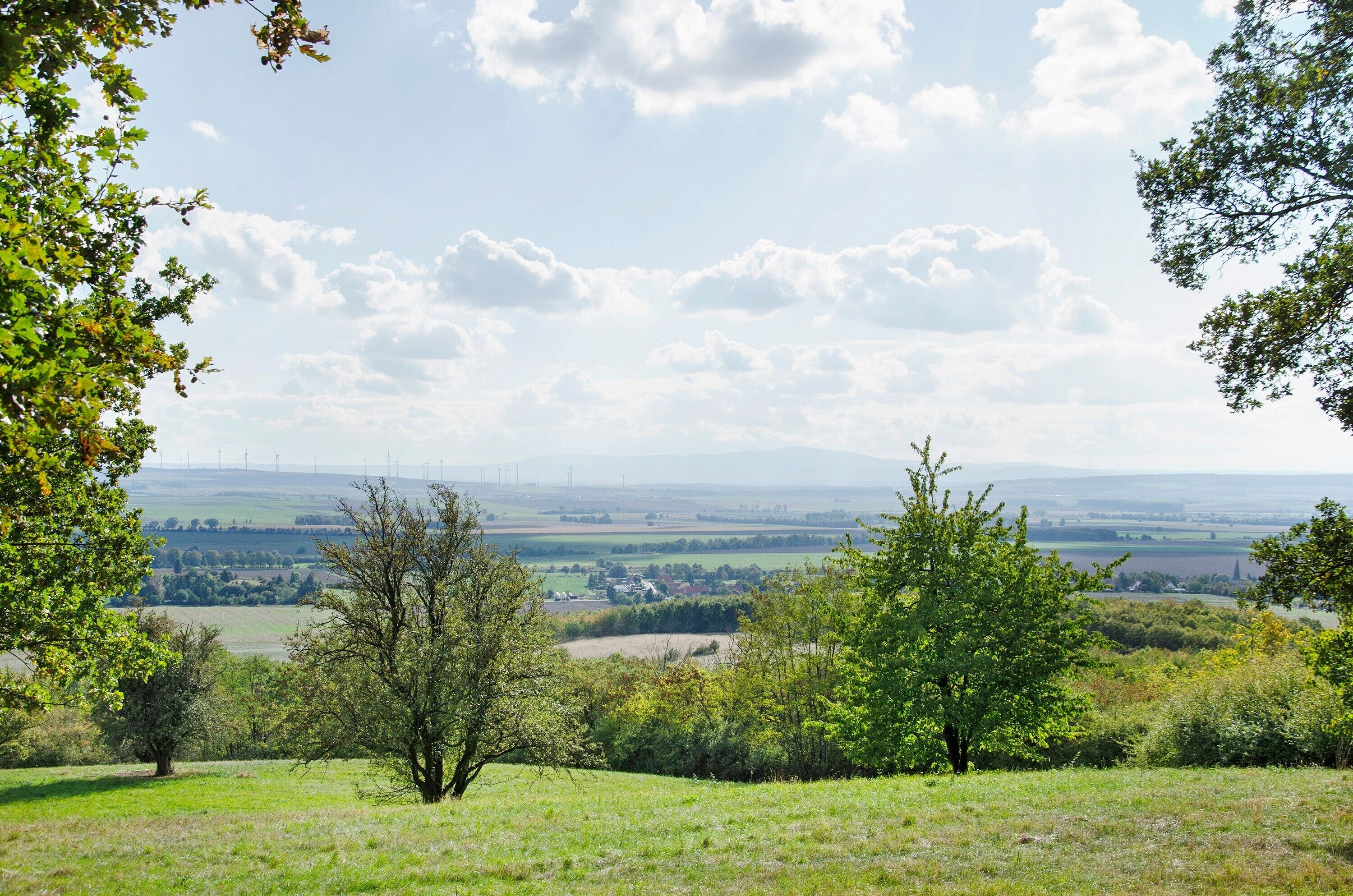 Eine Landschaft mit Bäumen, offenen Feldern und im Hintergrund Windkraftanlagen.