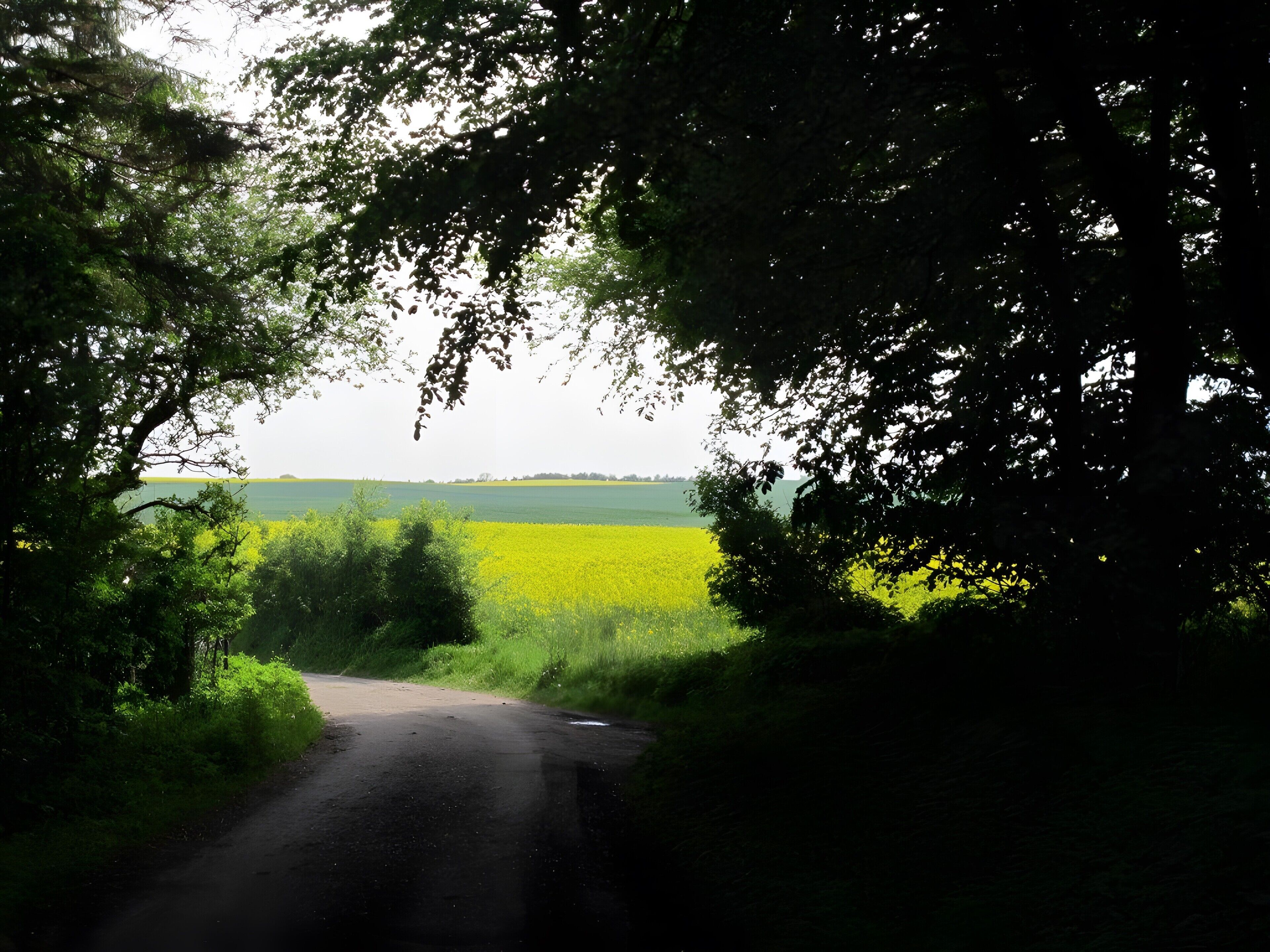 Un camino rural que atraviesa un campo con árboles a ambos lados.