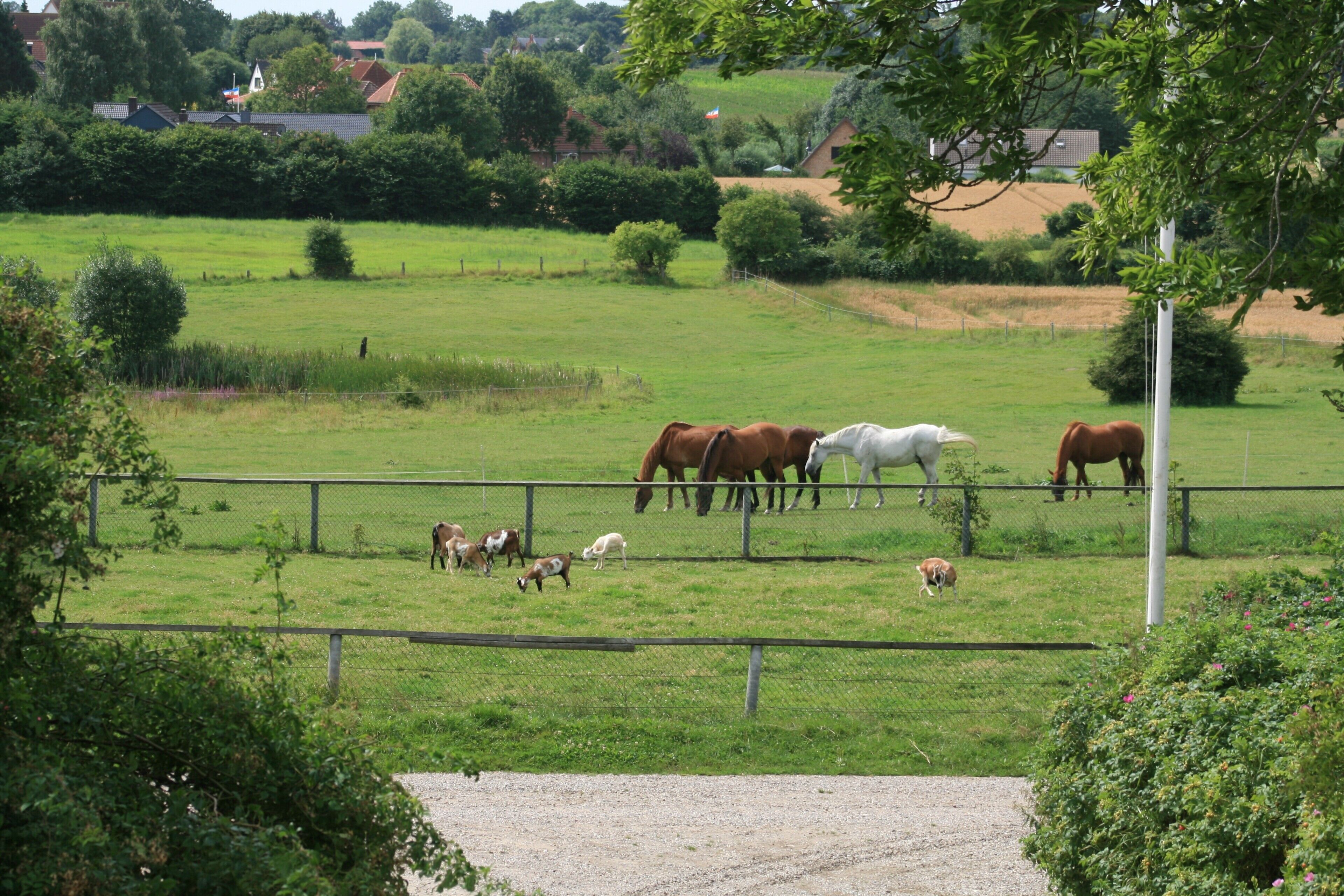 Ländliche Landschaft mit einem eingezäunten Feld, auf dem Pferde und einige Kühe stehen.