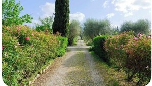 A pathway flanked by neatly trimmed hedges and flowering bushes, leading towards a tall, slender tree. - Romantic bedroom in +600years old villa, with pool view (Grassina)
