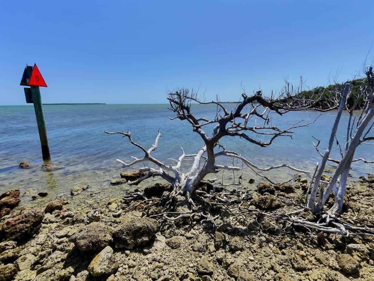En strand med et dødt træ, klart vand og et rødt advarselsskilte.