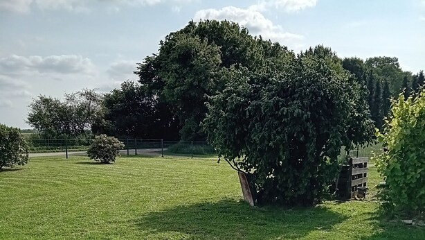 Un champ herbeux avec un chemin pavé, entouré d’arbres et d’une clôture.