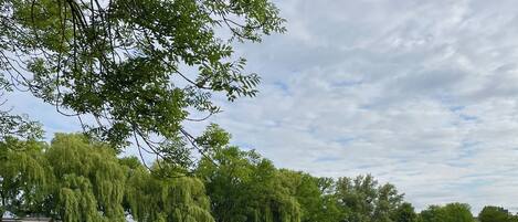A serene lakeside view with boats, lush greenery, and a clear sky.