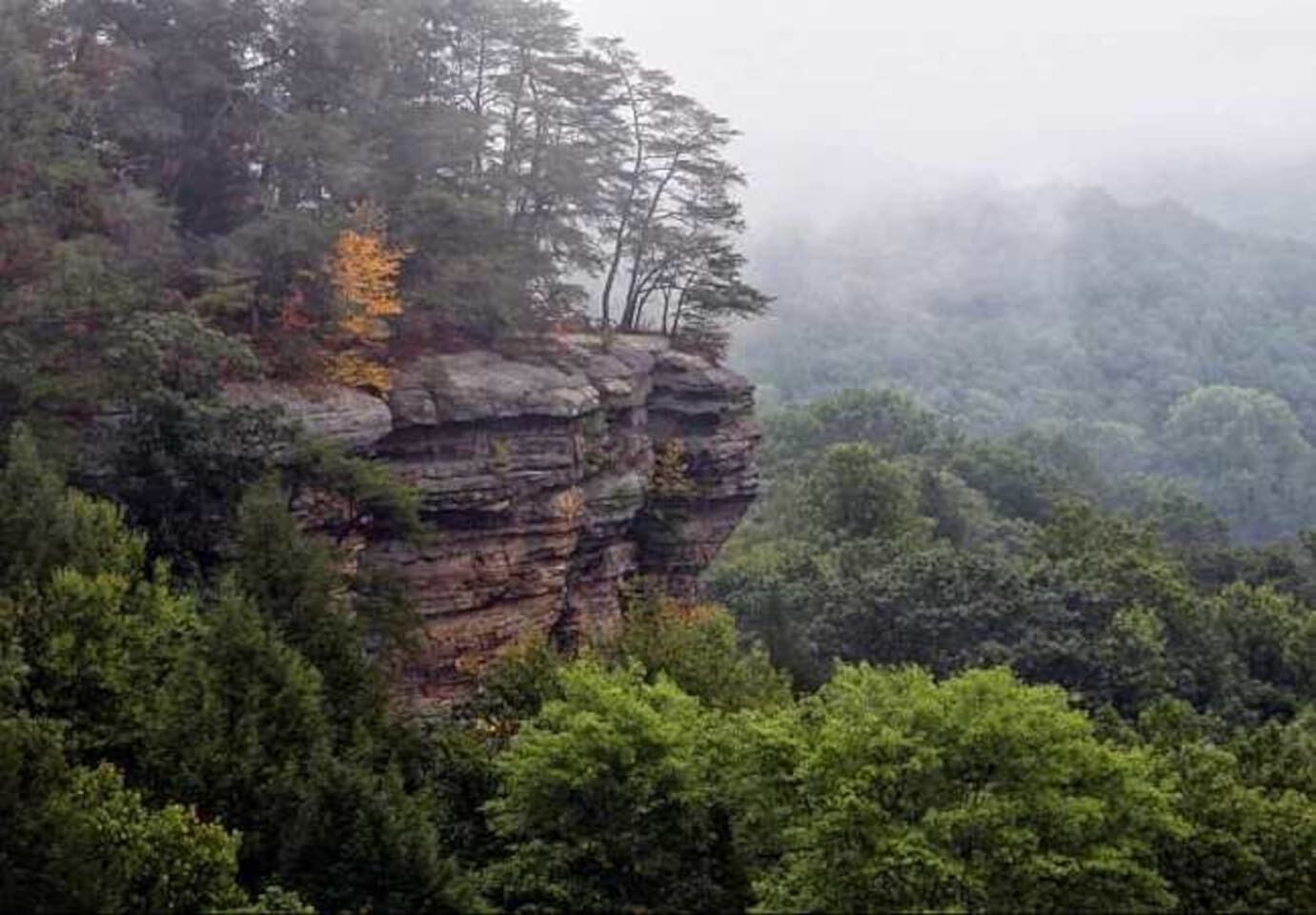 A rocky cliff with dense forest vegetation.