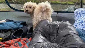 Une tente avec vue sur une forêt. À l’intérieur de la tente, on peut voir un petit chien debout sur un sac de couchage noir.