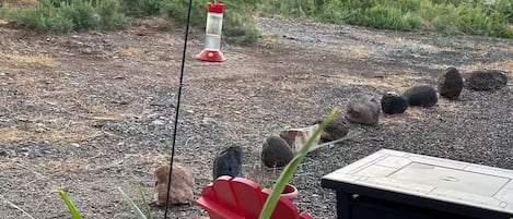 Enceinte de l’hébergement