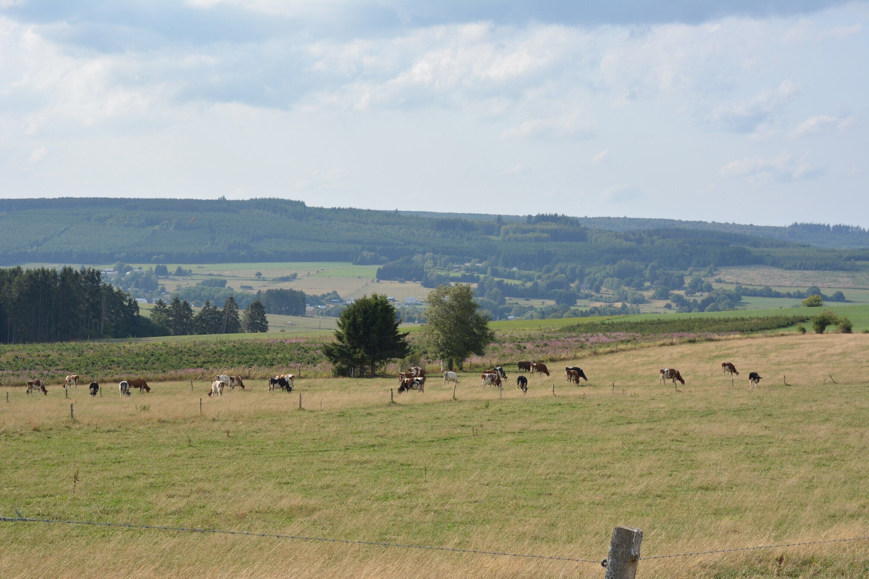 A rural landscape with a herd of cows grazing in a field.