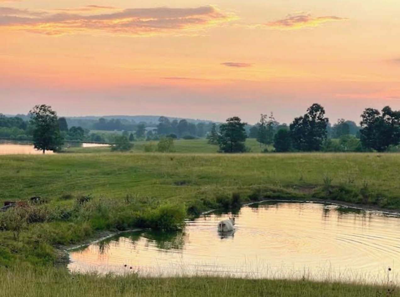 Un paisaje sereno con un estanque, campos cubiertos de hierba y árboles bajo un cielo al atardecer.
