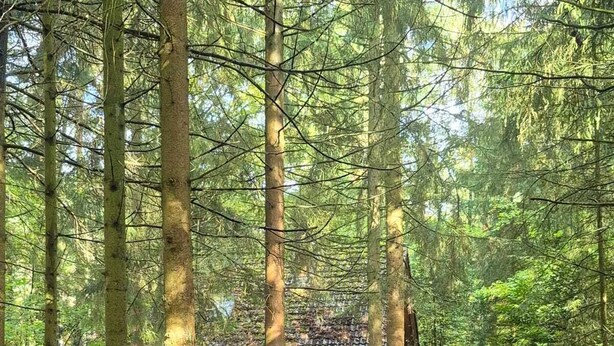 Une cabane située dans une forêt, offrant une vue dégagée sur les arbres environnants et dotée d’une pelouse bien entretenue.