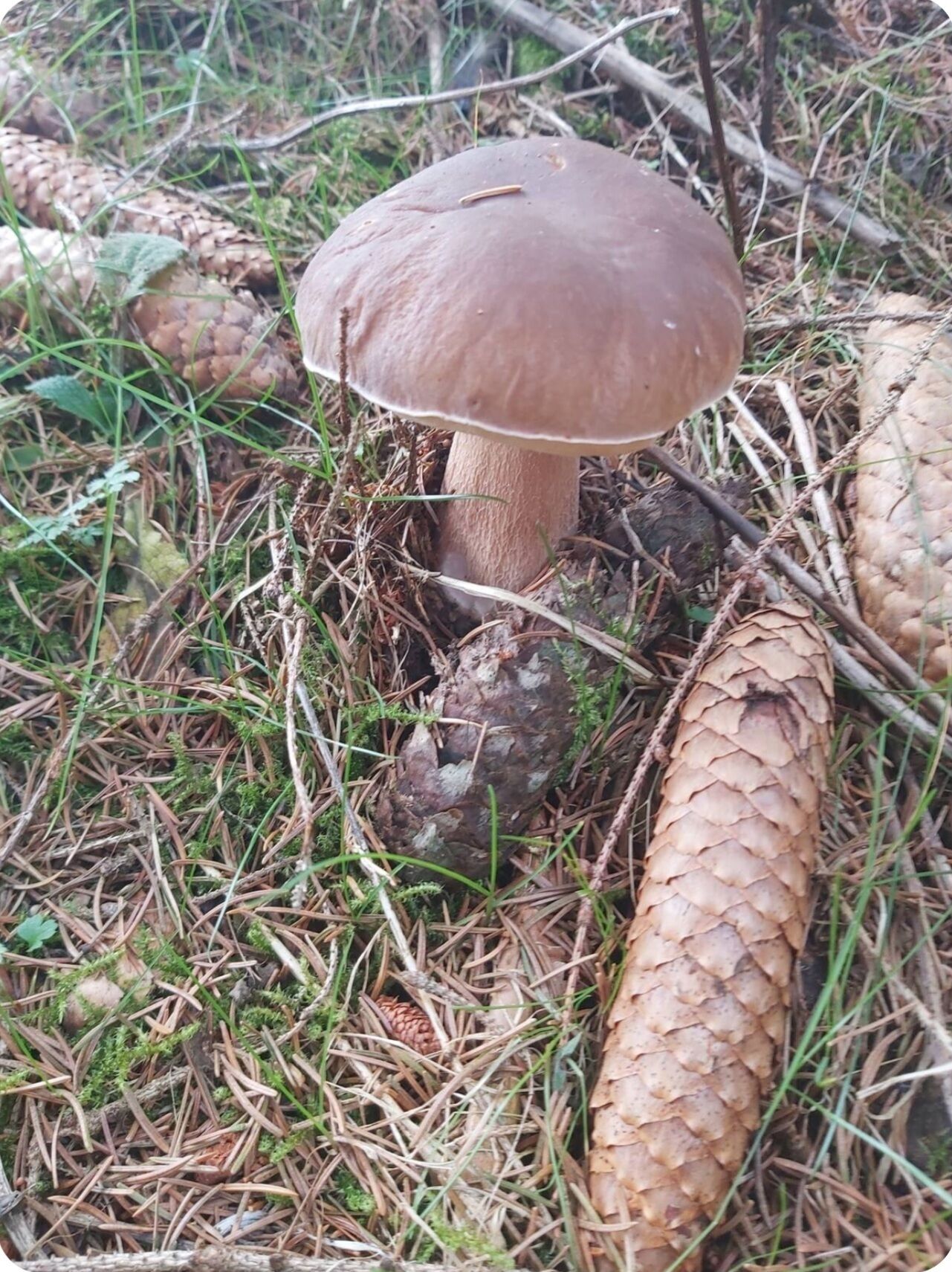 Ein Pilz zwischen Kiefernnadeln und kleinen Pflanzen.