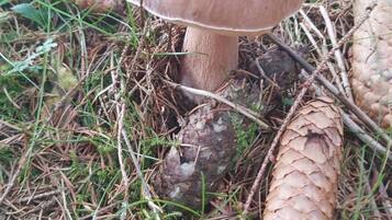 Ein Pilz zwischen Kiefernnadeln und kleinen Pflanzen.