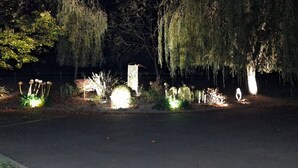 Un espacio exterior iluminado con plantas y árboles.