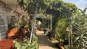 Un sendero en un jardín con plantas en macetas y un banco de madera.