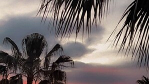 Pôr do sol com palmeiras e uma cerca em primeiro plano.