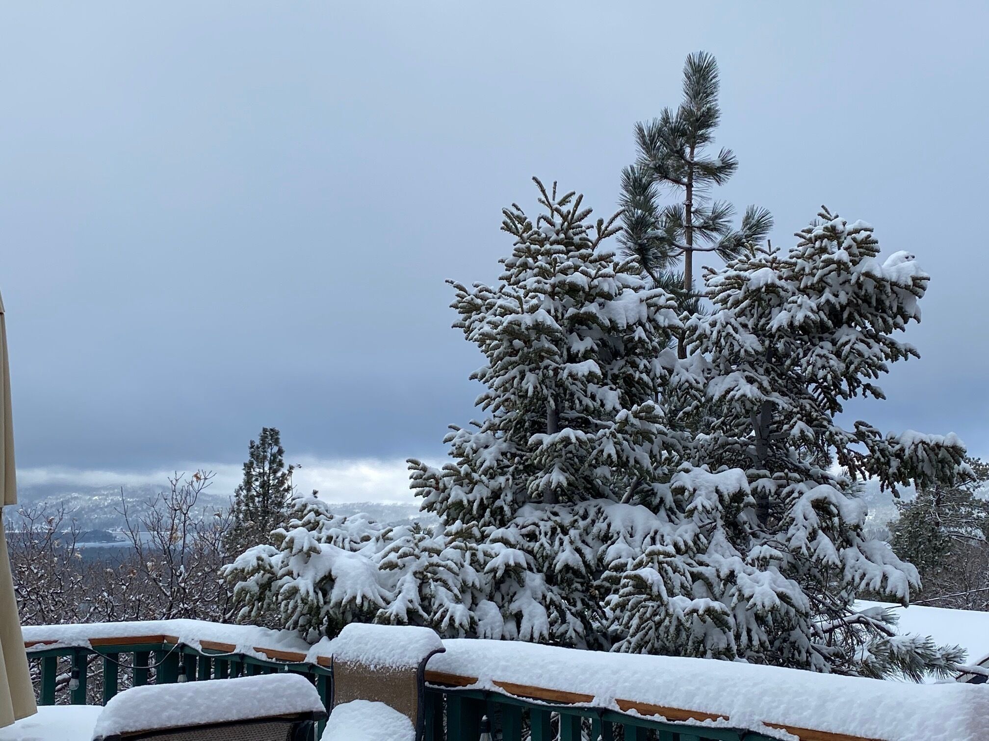 A snow-covered outdoor area with a large evergreen tree and a green metal fence.