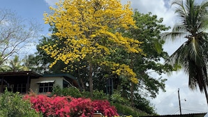 A house surrounded by lush greenery and a prominent yellow flowering tree. - "Stalley House" Beachfront, 6bd, Pool, Maid, Cook, SUV's, 7 Kayaks (Jaco)