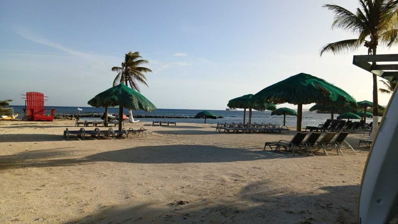 Une plage avec des chaises longues, des parasols et un palmier.