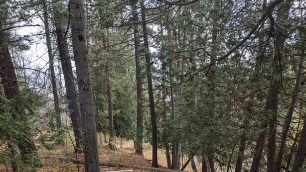 Un pont en bois qui mène à une zone boisée, avec de grands arbres et un sentier de terre.