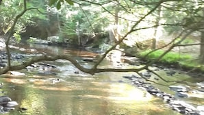 A natural stream with rocks and a fallen tree branch, surrounded by dense foliage. - Turey Forest Camping Near Bethel Woods - 15 minutes to Bethel Woods, Casino, (Harris)