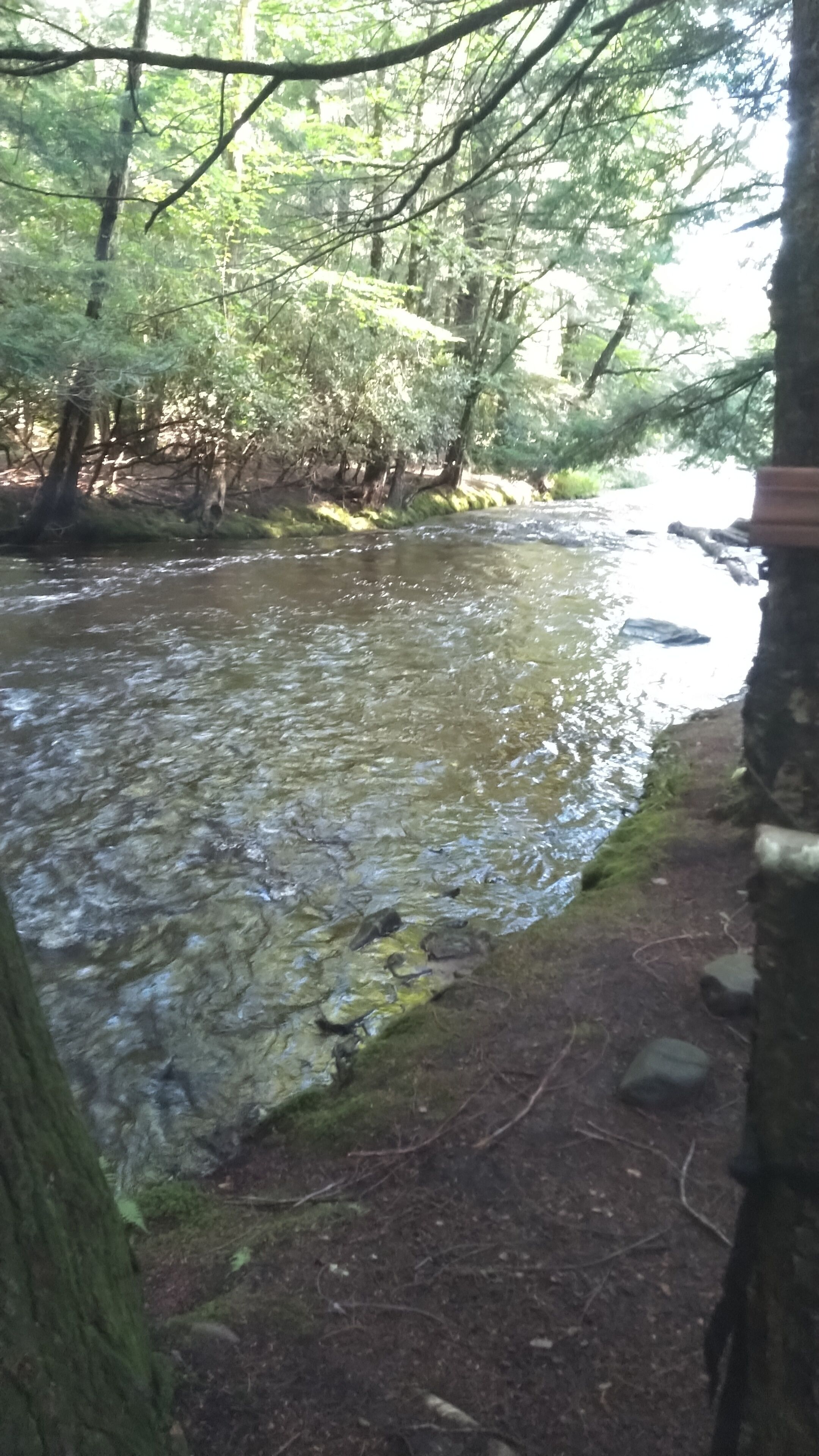 Une rivière qui traverse une zone boisée, avec des arbres et des rochers le long de ses rives.
