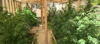 The Ganja Getaway