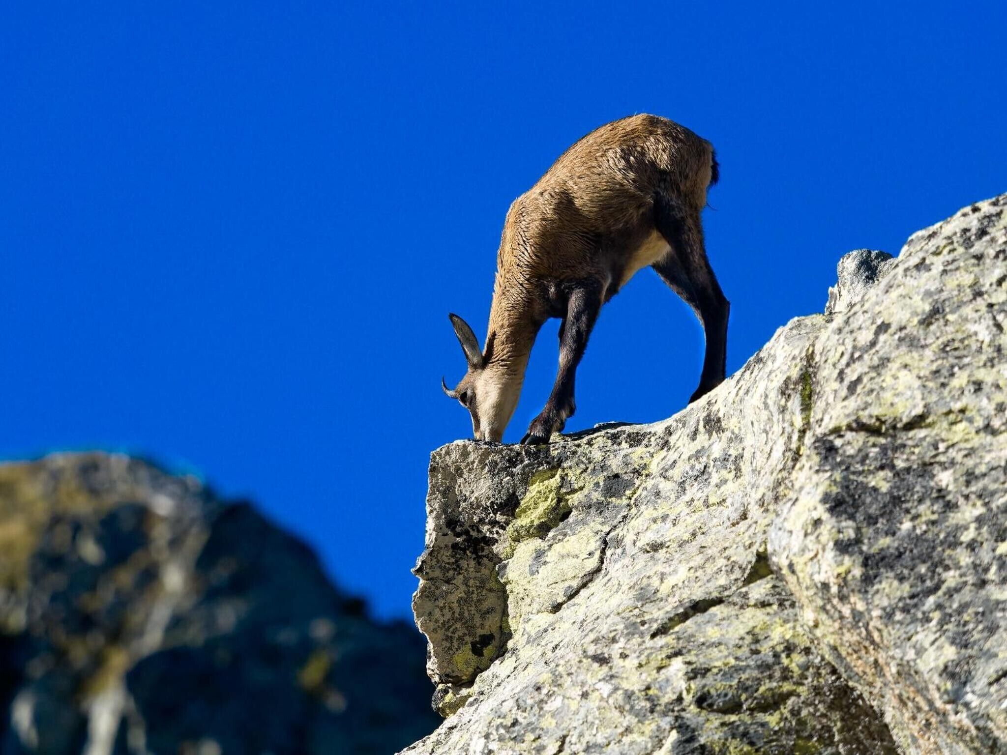 Une chèvre de montagne se tient sur un promontoire rocheux.