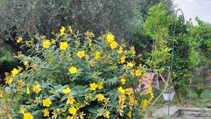 A garden with yellow flowering plants, potted plants, and a stone wall.