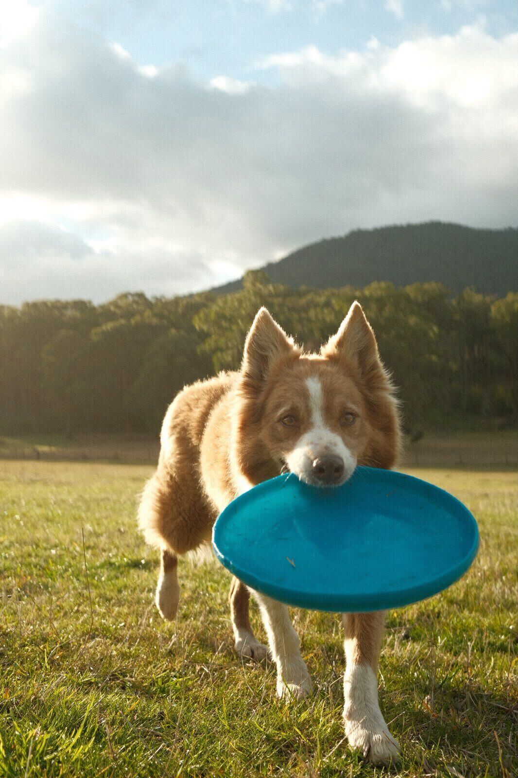 Ein Hund trägt einen blauen Frisbee auf einer grünen Wiese, im Hintergrund ist ein Berg zu sehen.
