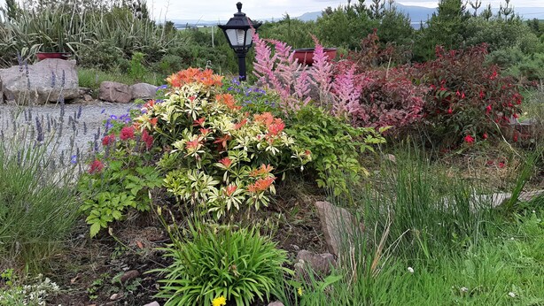 A garden with various plants and a black lamp post. - MOYNISH MOR MULRANNY, family friendly in Mulranny, County Mayo (WESTPORT)