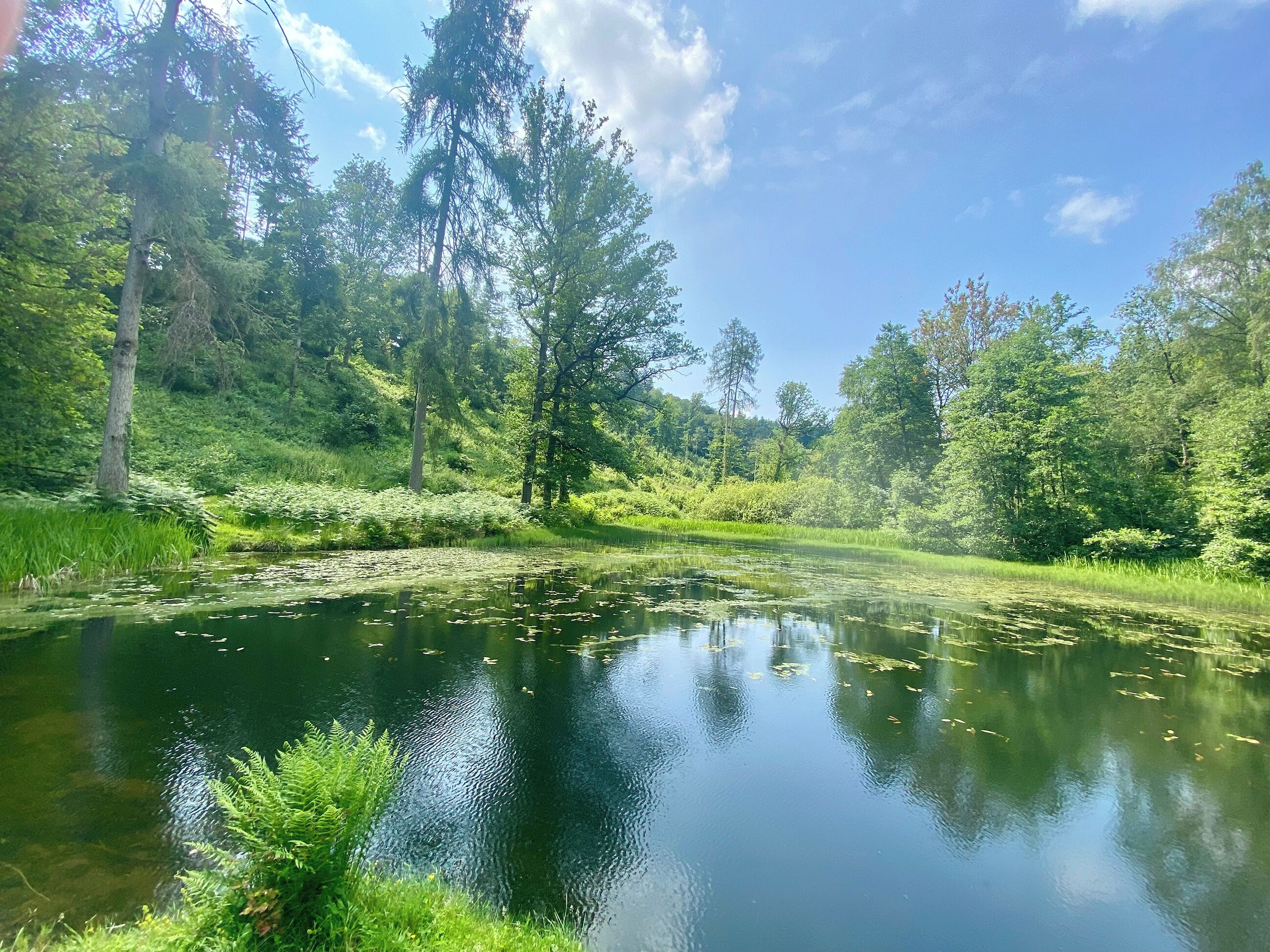 A serene pond surrounded by lush greenery and trees.