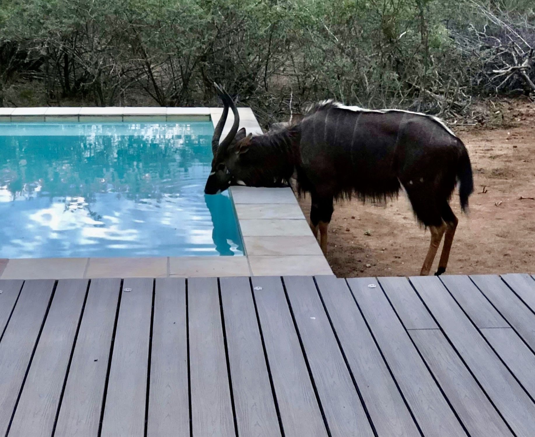 A pool with a wooden deck in the foreground and a bushy area in the background.