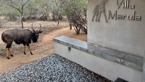 A giraffe sculpture and the name 'Villa Marula' on a building facade. - Villa Marula: Delightful South African bush villa (Hoedspruit)