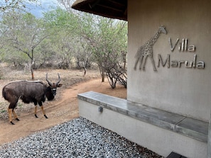 A giraffe sculpture and the name 'Villa Marula' on a building facade. - Villa Marula: Delightful South African bush villa (Hoedspruit)