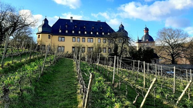 A large building with a steeply pitched roof, a prominent tower, and a vineyard in the foreground.