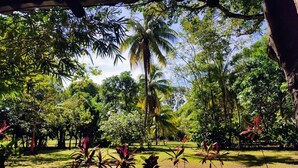 A lush garden with various tropical plants and a palm tree.