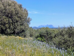 Miscellaneous - Agreen Country House Olivo (Sardegna)